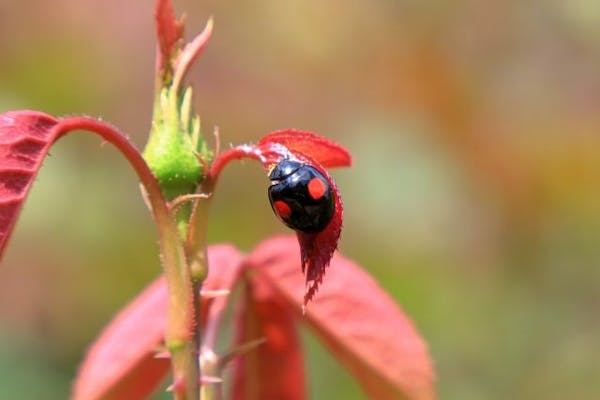 画像付き てんとう虫は大きく3種類 害虫 益虫の見分け方と駆除方法を徹底解説 ミツモア 画像付き てんとう虫は大きく3種類 害虫 益虫の見分け方と駆除方法を徹底解説 ミツモア