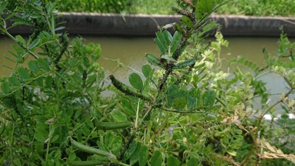 ハクチョウゲの育て方 剪定方法など手入れのコツまで徹底解説 ミツモア ハクチョウゲの育て方 剪定方法など手入れのコツまで徹底解説 ミツモア