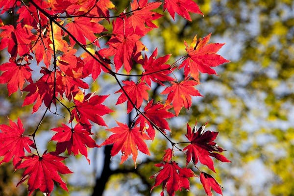 もみじの種類と見分け方とは 紅葉の仕組みや育てるポイントも解説 ミツモア