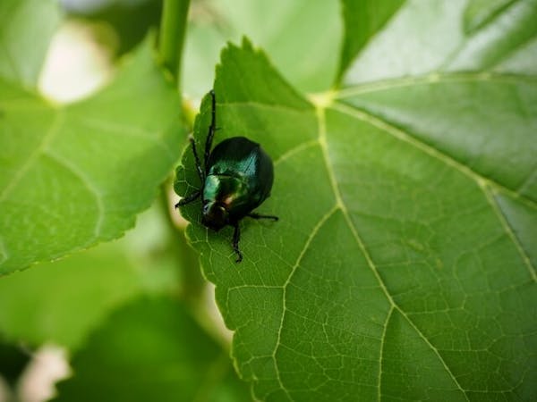 害虫はどっち カナブンとコガネムシの見分け方 違いは食べ物と見た目 ミツモア 害虫はどっち カナブンとコガネムシの見分け方 違いは食べ物と見た目 ミツモア