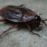 ゴキブリがダンボールを好むのは本当 侵入対策 寄せ付けない保管方法を解説 ミツモア ゴキブリがダンボールを好むのは本当 侵入対策 寄せ付けない保管方法を解説 ミツモア