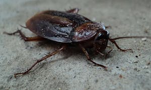 ゴキブリの天敵10種 ゴキブリを食べる生き物を紹介 ペットにするのはあり ミツモア ゴキブリの天敵10種 ゴキブリを食べる生き物を紹介 ペットにするのはあり ミツモア