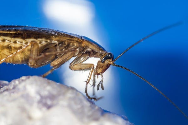 ゴキブリがダンボールを好むのは本当 侵入対策 寄せ付けない保管方法を解説 ミツモア ゴキブリがダンボールを好むのは本当 侵入対策 寄せ付けない保管方法を解説 ミツモア
