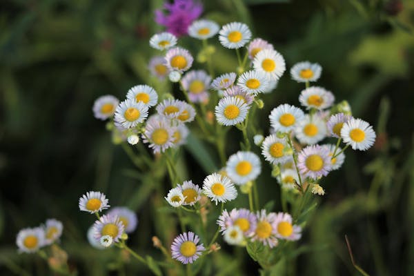 沢山の花を咲かせるヒメジョオン