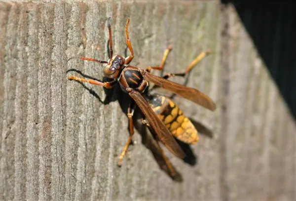 セグロアシナガバチの安全な対処法 巣の駆除方法 特徴や危険性も徹底解説 ミツモア セグロアシナガバチの安全な対処法 巣の駆除方法 特徴や危険性も徹底解説 ミツモア
