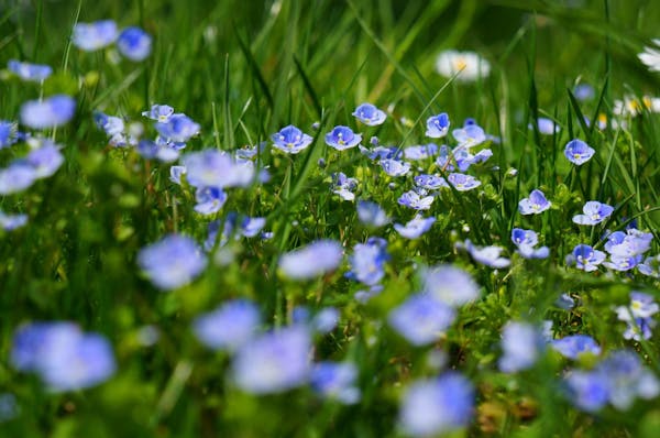 オオイヌノフグリの花言葉や名前の由来は ネモフィラとの違いも紹介 ミツモア オオイヌノフグリの花言葉や名前の由来は ネモフィラとの違いも紹介 ミツモア