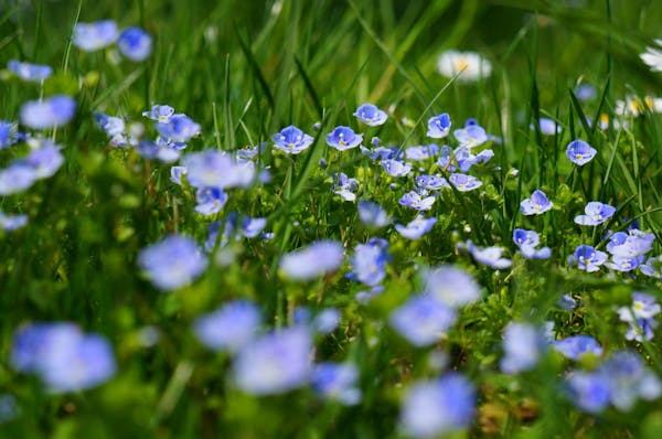 たくさんの花を咲かせるオオイヌノフグリ