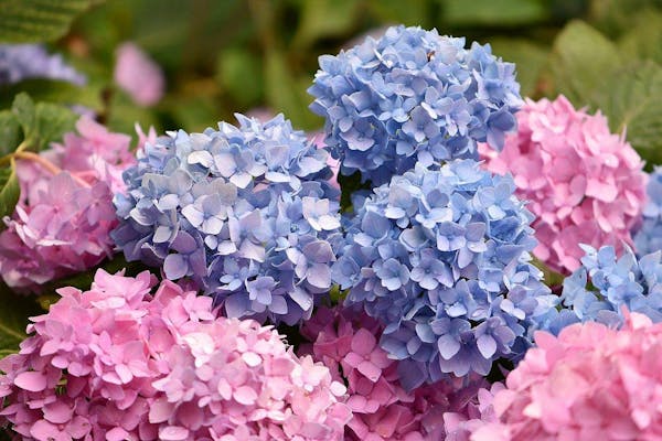 アジサイの剪定でキレイな花付きを実現 正しい時期と切り方がポイント ミツモア アジサイの剪定でキレイな花付きを実現 正しい時期と切り方がポイント ミツモア