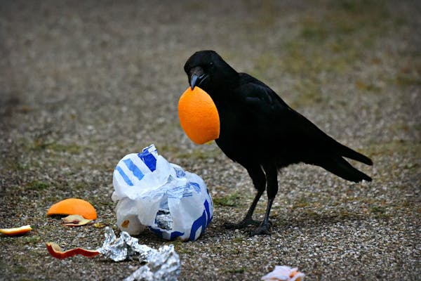 カラスの知能はどれくらい ゴミ荒らしなどの被害をなくす方法 ミツモア カラスの知能はどれくらい ゴミ荒らしなどの被害をなくす方法 ミツモア