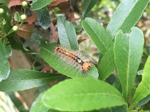 毛虫の駆除方法 自分でも簡単 安全に駆除する手順と注意点を解説 毒に注意 ミツモア