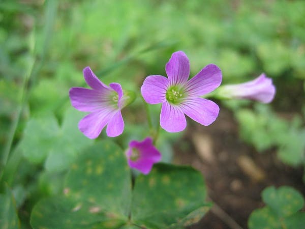 花を咲かせるムラサキカタバミ