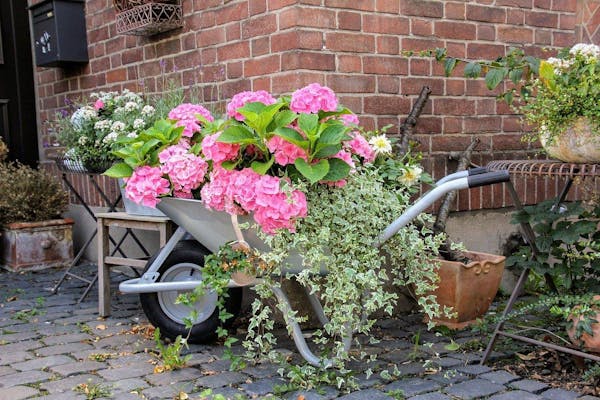 アジサイの剪定でキレイな花付きを実現 正しい時期と切り方がポイント アジサイの剪定でキレイな花付きを実現 正しい時期と切り方がポイント