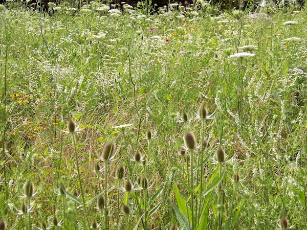 効果が持続する雑草抜きのコツを紹介 種子や根を残さないことが大切 ミツモア 効果が持続する雑草抜きのコツを紹介 種子や根を残さないことが大切 ミツモア