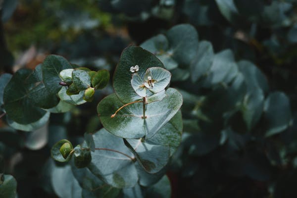 ユーカリ ポポラスってどんな植物 育て方や手入れのコツを解説 ミツモア ユーカリ ポポラスってどんな植物 育て方や手入れのコツを解説 ミツモア