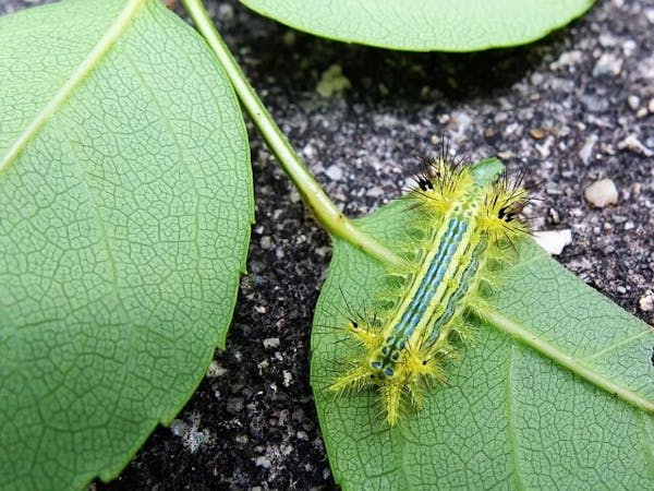 毛虫の駆除方法 自分でも簡単 安全に駆除する手順と注意点を解説 毒に注意 ミツモア 毛虫の駆除方法 自分でも簡単 安全に駆除する手順と注意点を解説 毒に注意 ミツモア