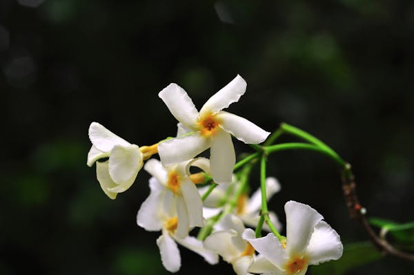 テイカカズラは四季折々の姿が印象的なつる性植物 特徴や花言葉 育て方を解説 ミツモア テイカカズラは四季折々の姿が印象的なつる性植物 特徴や花言葉 育て方を解説 ミツモア