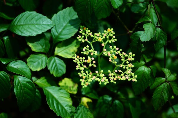 わからない雑草の名前を写真で確認 調べ方や植物図鑑アプリも紹介 ミツモア わからない雑草の名前を写真で確認 調べ方や植物図鑑アプリも紹介 ミツモア
