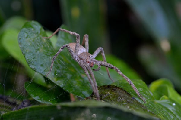 大きい蜘蛛の正体はアシダカグモ 生態や特徴 対処法について ミツモア 大きい蜘蛛の正体はアシダカグモ 生態や特徴 対処法について ミツモア