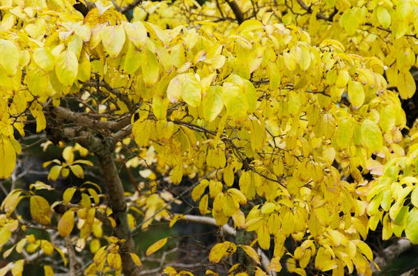 ヒトツバタゴの紅葉