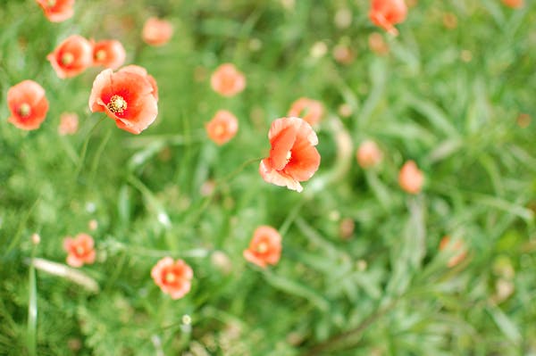 ナガミヒナゲシに要注意 毒性や駆除方法について解説 ミツモア ナガミヒナゲシに要注意 毒性や駆除方法について解説 ミツモア
