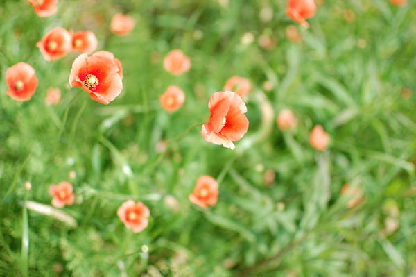 ナガミヒナゲシの花