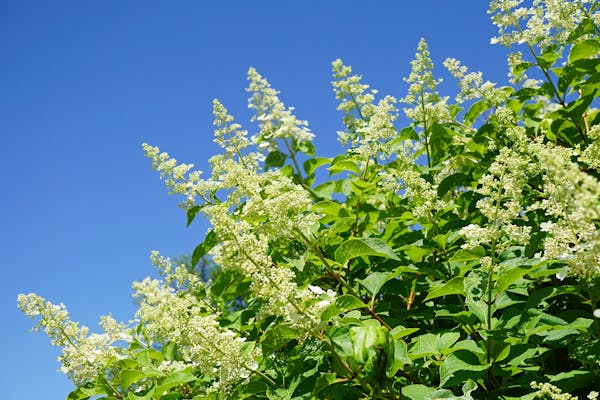 ノリウツギってどんな植物 育て方や増やす方法をご紹介 ミツモア ノリウツギってどんな植物 育て方や増やす方法をご紹介 ミツモア