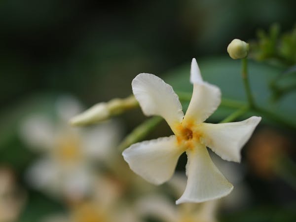 テイカカズラの花