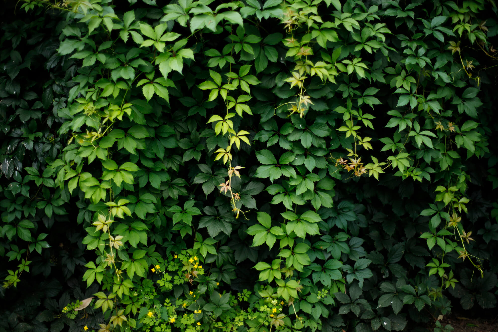 ヤブガラシを駆除する方法は 根から徹底的に取り除くことが大切 ミツモア