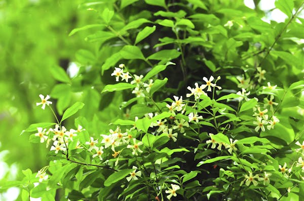 テイカカズラは四季折々の姿が印象的なつる性植物 特徴や花言葉 育て方を解説 ミツモア テイカカズラは四季折々の姿が印象的なつる性植物 特徴や花言葉 育て方を解説 ミツモア