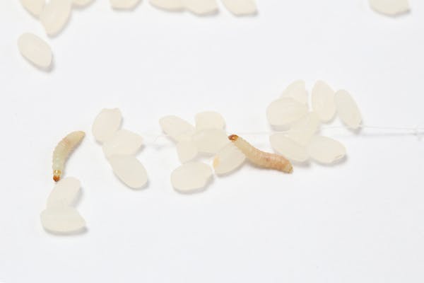 ノシメマダラメイガが発生したら 駆除方法と今後の対策方法を解説 ノシメマダラメイガが発生したら 駆除方法と今後の対策方法を解説