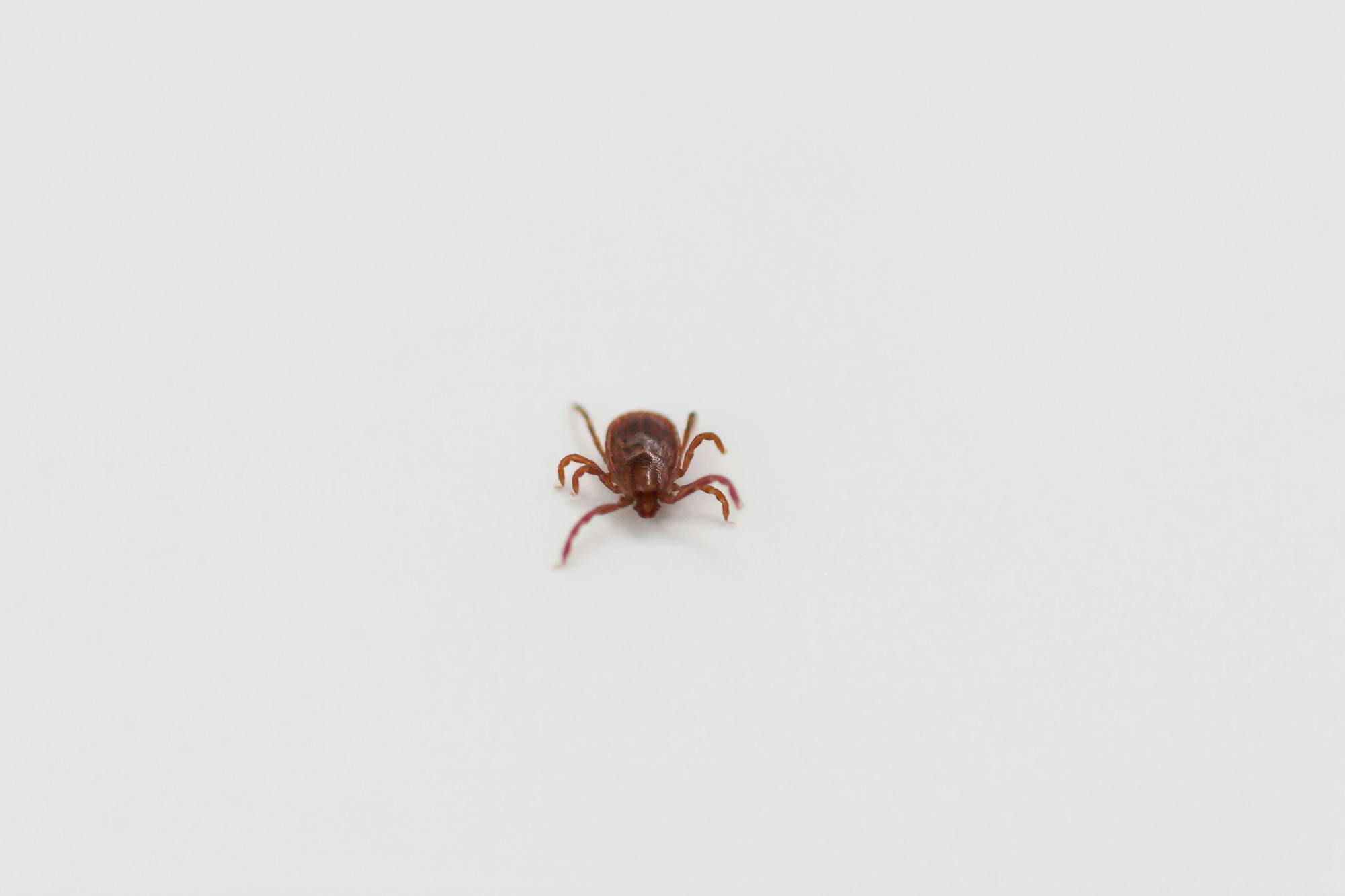 ダニ ダニ