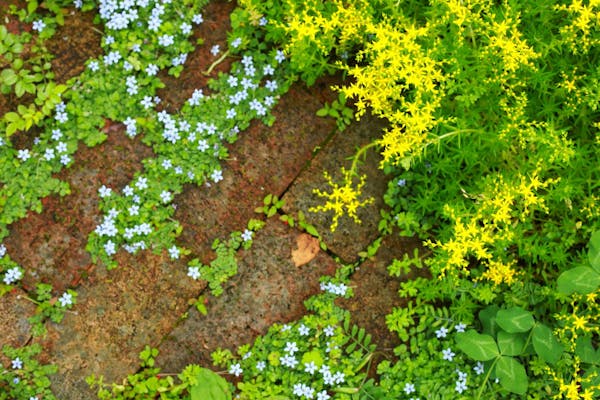 カバー グランド グランドカバーは芝生だけじゃない！おしゃれ＆おすすめの常緑植物10選