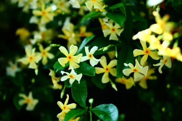 群れて咲くテイカカズラの花