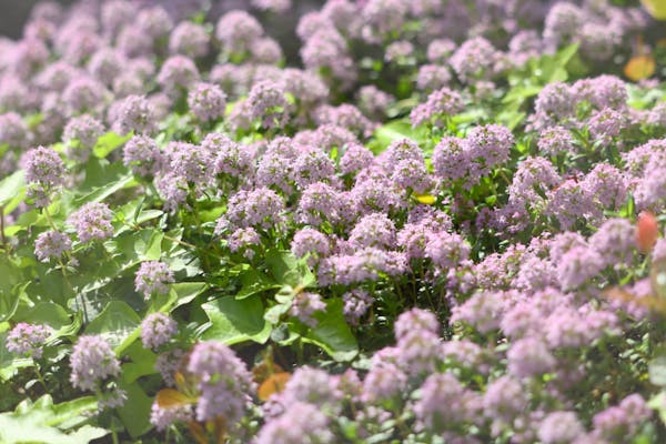 グランドカバーにおすすめの植物16選 植えてはいけない植物も紹介 ミツモア グランドカバーにおすすめの植物16選 植えてはいけない植物も紹介 ミツモア