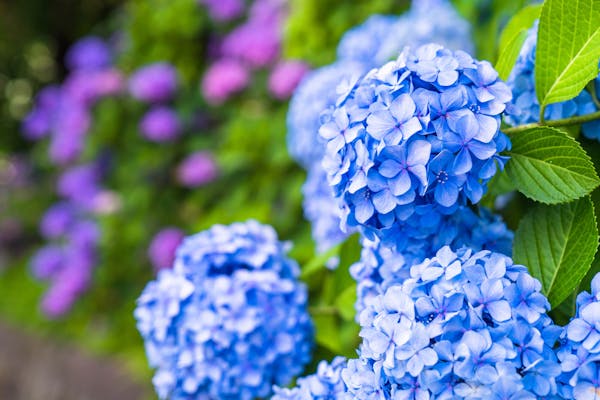 冬のアジサイの手入れ方法 剪定や植え替えの時期も併せて解説 ミツモア 冬のアジサイの手入れ方法 剪定や植え替えの時期も併せて解説 ミツモア