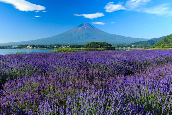 富士山　ラベンダー