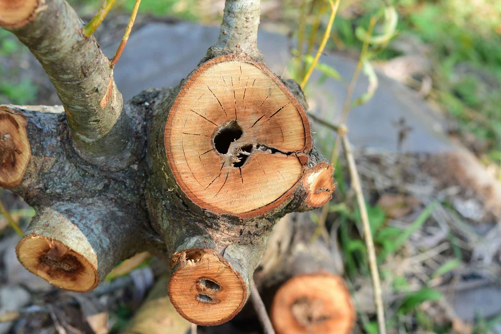 テッポウムシの被害対策と駆除方法 木に穴があくって本当 おがくずを見つけたら要注意 テッポウムシの被害対策と駆除方法 木に穴があくって本当 おがくずを見つけたら要注意