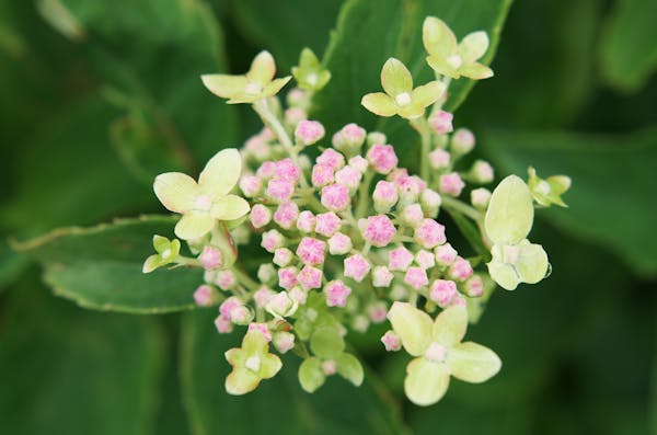 ピンクの花をつけるノリウツギ