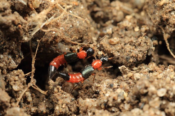 やけど虫 アオバアリガタハネカクシ