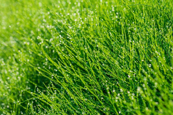 顆粒 液体 除草剤のおすすめ種類と特徴 選び方 場所や雑草別に効果的なタイプを紹介 ミツモア 顆粒 液体 除草剤のおすすめ種類と特徴 選び方 場所や雑草別に効果的なタイプを紹介 ミツモア