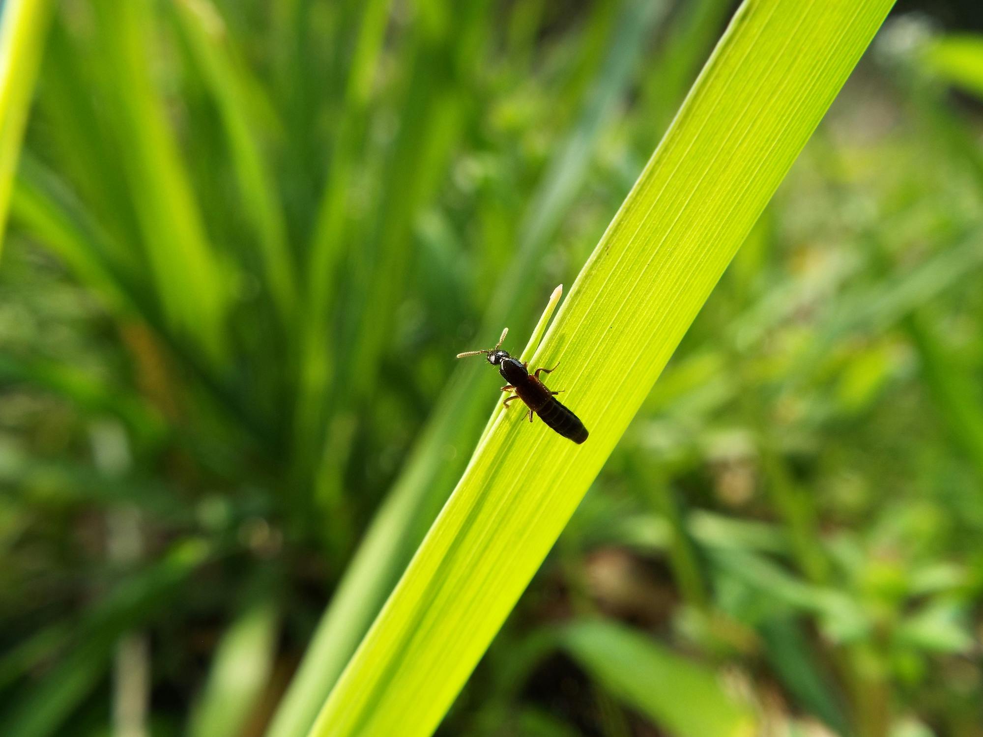 やけど虫には触れちゃダメ 生態と見かけたときの対処法を解説 ミツモア