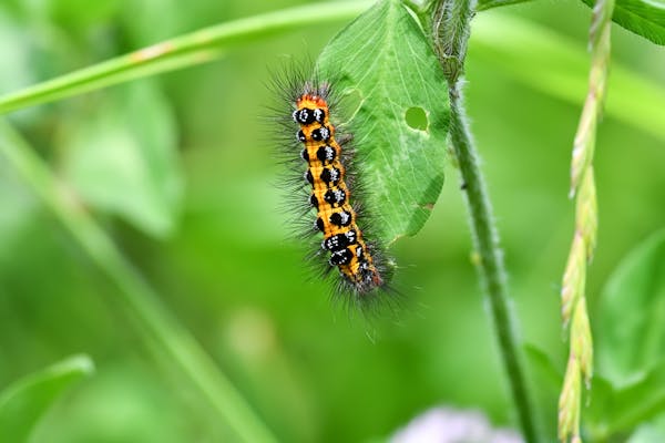 毛虫の駆除方法 自分でも簡単 安全に駆除する手順と注意点を解説 毒に注意 ミツモア