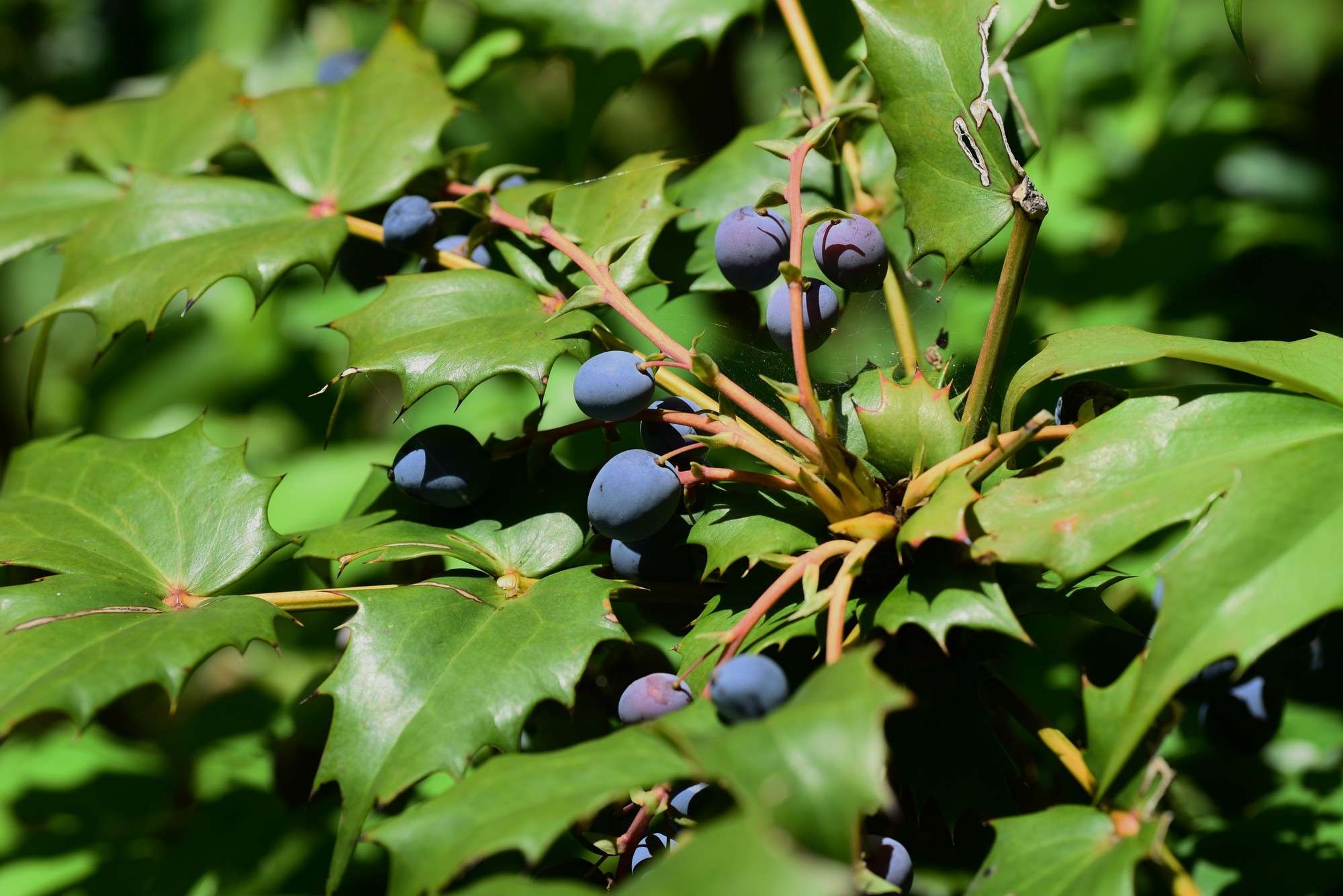 常緑樹の低木おすすめ14選 選び方の3つのポイントを抑えておしゃれな庭づくりを楽しもう ミツモア