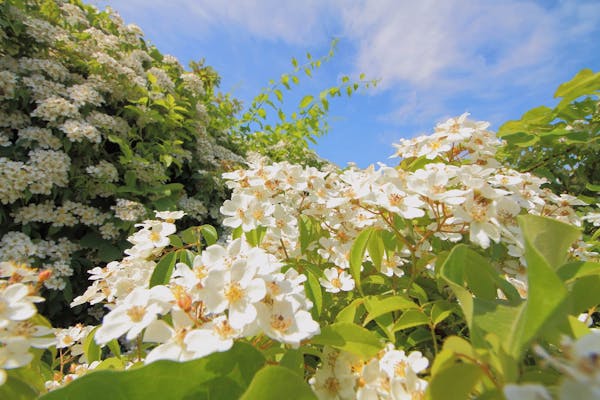 白い花を咲かすシャリンバイ