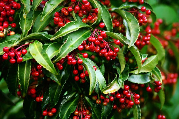 常緑樹の低木おすすめ14選 選び方の3つのポイントを抑えておしゃれな庭づくりを楽しもう ミツモア 常緑樹の低木おすすめ14選 選び方の3つのポイントを抑えておしゃれな庭づくりを楽しもう ミツモア