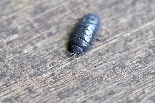 ダンゴムシを駆除しよう ダンゴムシの特徴やおすすめの駆除剤を紹介 ミツモア ダンゴムシを駆除しよう ダンゴムシの特徴やおすすめの駆除剤を紹介 ミツモア