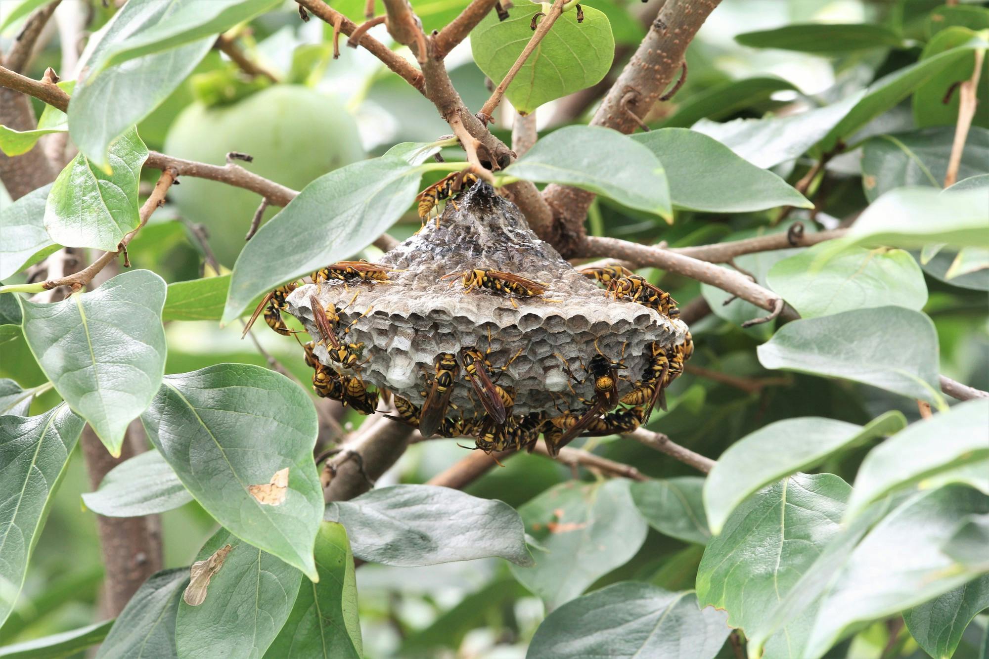 蜂の巣対策に適した時期は 蜂の習性と予防方法を解説 ミツモア