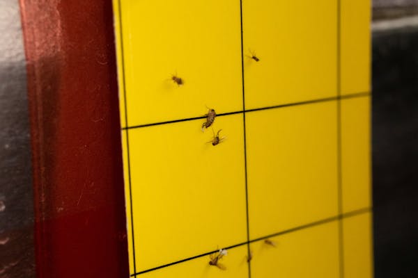キノコバエの被害を対策するには 発生元や生態を知って駆除しよう ミツモア キノコバエの被害を対策するには 発生元や生態を知って駆除しよう ミツモア