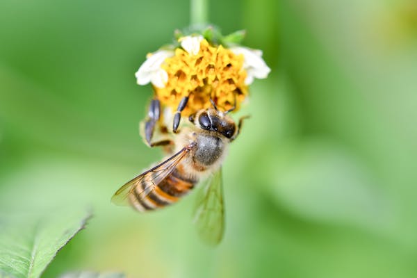 ニホンミツバチの生態とは セイヨウミツバチとの違いや養蜂方法を解説 ミツモア ニホンミツバチの生態とは セイヨウミツバチとの違いや養蜂方法を解説 ミツモア