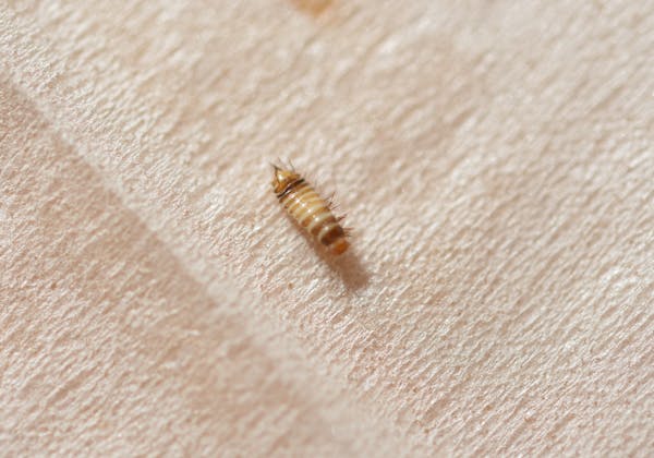 カツオブシムシから衣類を守ろう 駆除の方法と発生させない対策 ミツモア カツオブシムシから衣類を守ろう 駆除の方法と発生させない対策 ミツモア